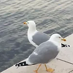 Apartment Sea Melody