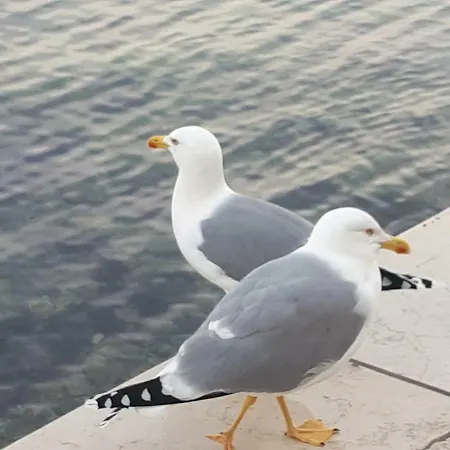 Apartment Sea Melody